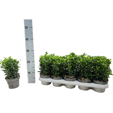 Euonymus japonicus 'Green Spire'