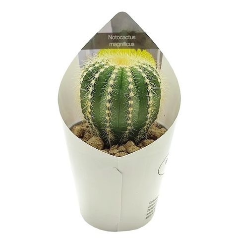 Notocactus magnificus