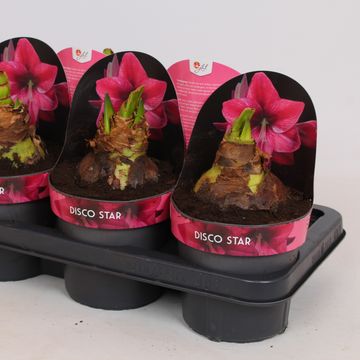 Hippeastrum 'Disco Star'