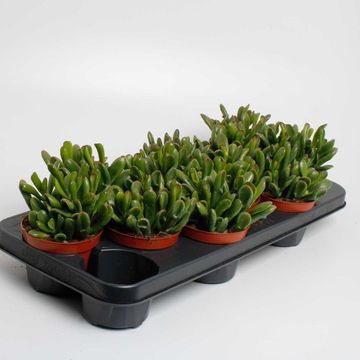 Crassula ovata 'Gollum'