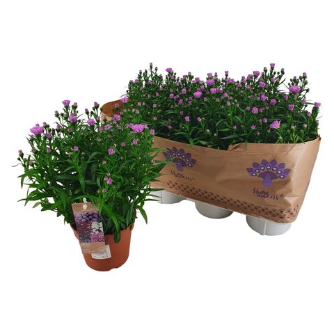 Aster SHOWMAKERS BABY PINK