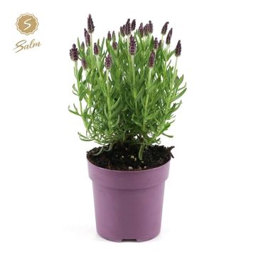 Lavandula stoechas 'Anouk'