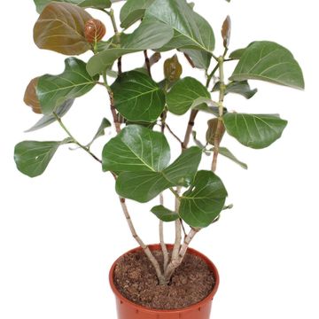 Coccoloba uvifera