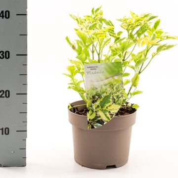 Sambucus nigra 'Madonna'