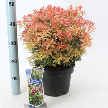 Pieris japonica 'Little Goldy'