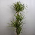 Dracaena marginata 'Sunray'