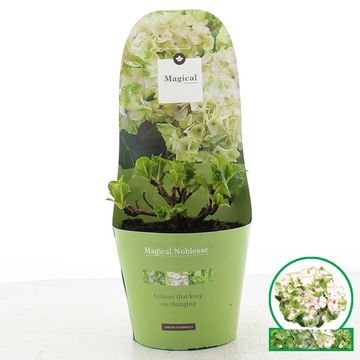 Hydrangea macrophylla MAGICAL NOBLESSE