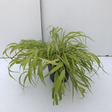 Hakonechloa macra SUNFLARE