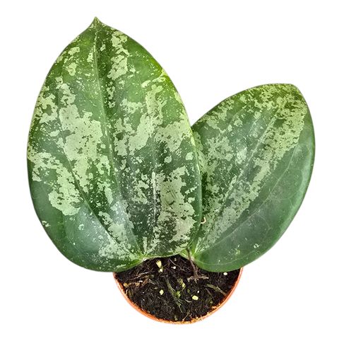 Hoya latifolia Silver Splash