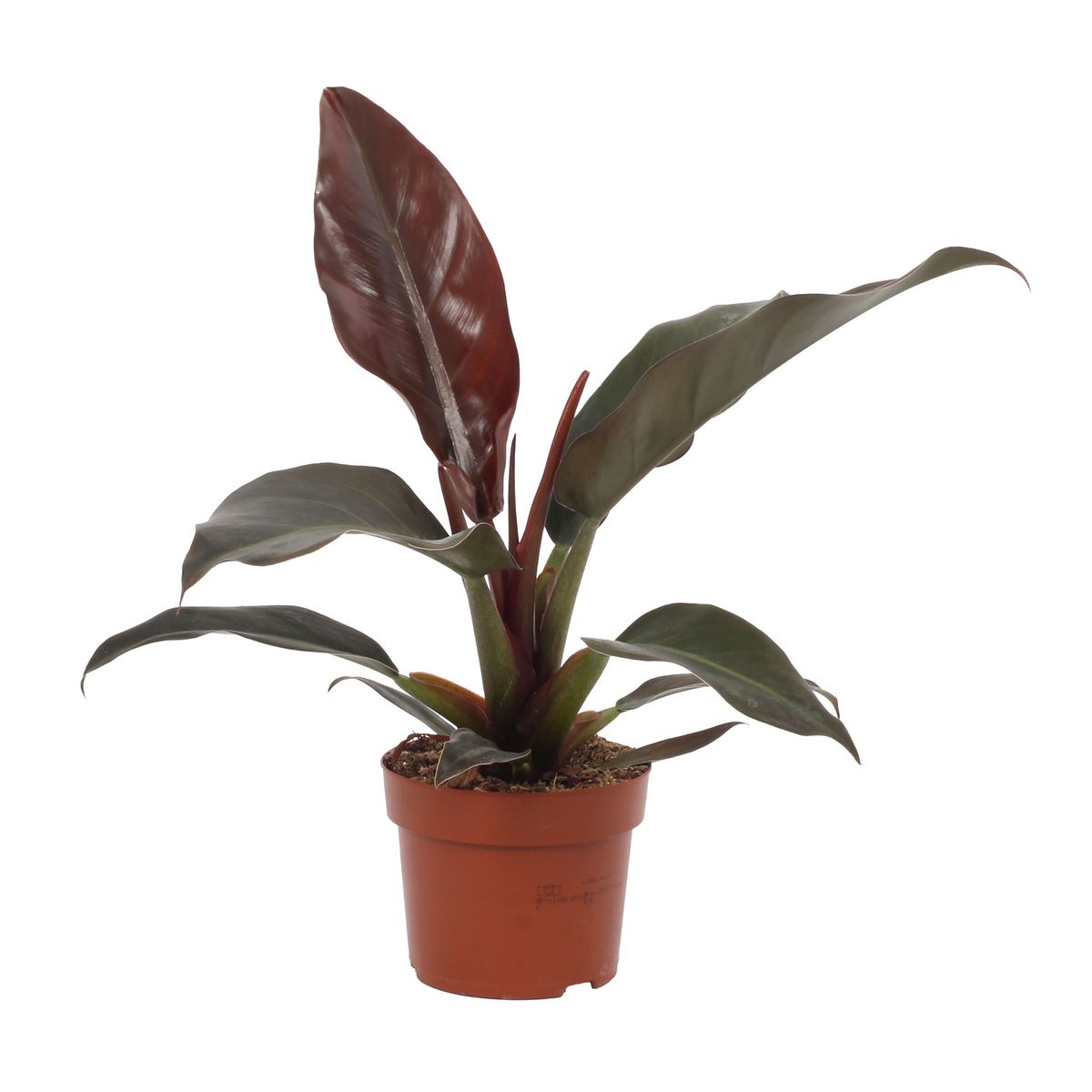philodendron birkin standort Philodendron Birkin main image 1
