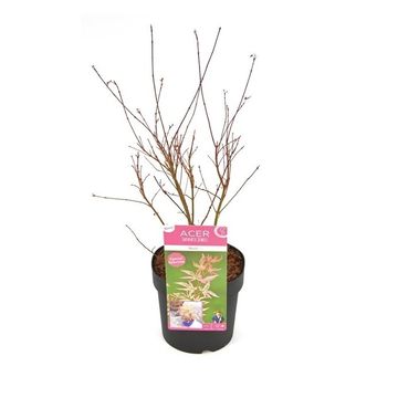 Acer palmatum 'Marlo'