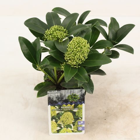 Skimmia japonica WHITE GLOBE