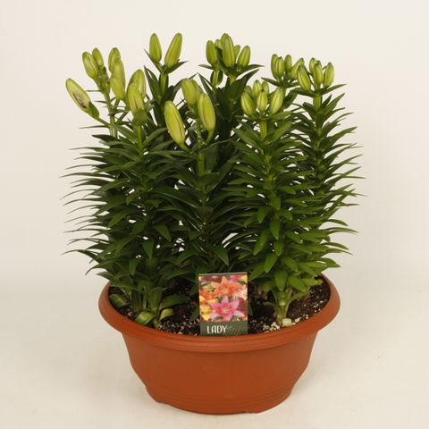 Lilium ASIAN HYBRID MIX