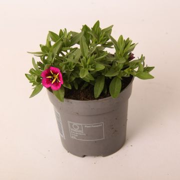 Calibrachoa CABARET GOOD NIGHT KISS