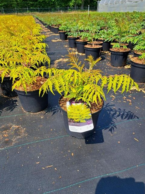 Rhus typhina TIGER EYES