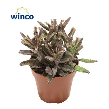 Kalanchoe daigremontiana