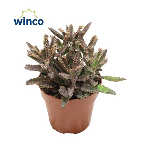 Kalanchoe daigremontiana