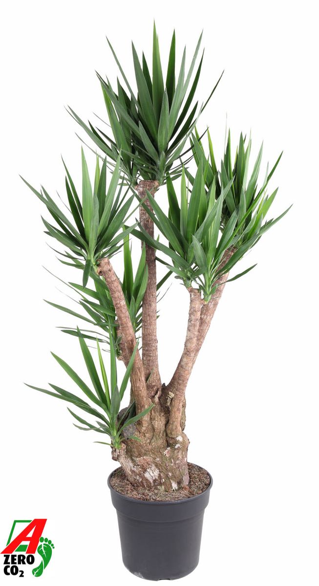 Yucca Elephantipes Pflege