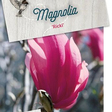 Magnolia 'Ricki'