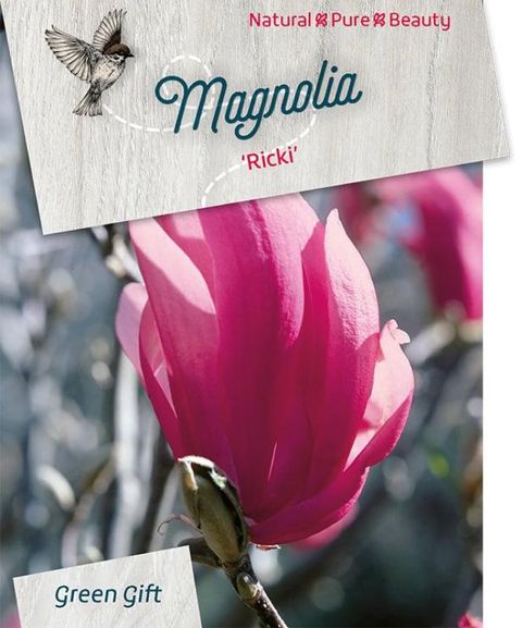 Magnolia 'Ricki'