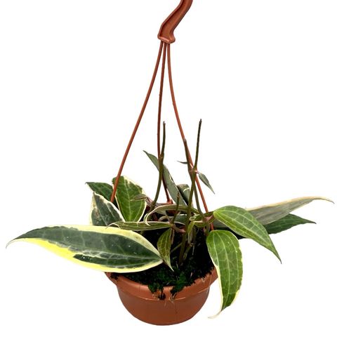 Hoya macrophylla (JM plants)