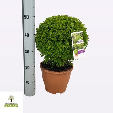 Buxus sempervirens