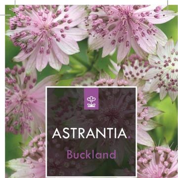 Astrantia 'Buckland'