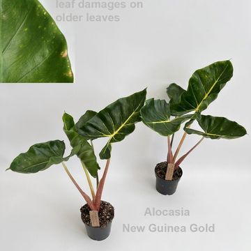 Alocasia 'New Guinea Gold'