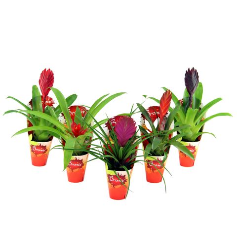 Bromelia MIX