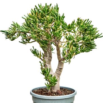 Crassula ovata 'Hobbit'