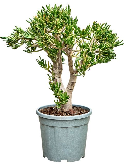 Crassula ovata 'Hobbit'