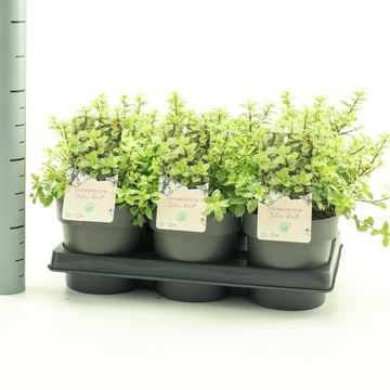 Pittosporum tenuifolium 'Silver Ball'