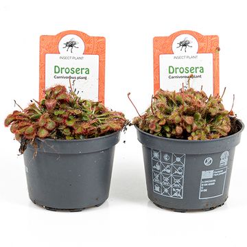 Drosera spatulata Drosera spatulata