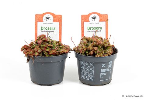 Drosera spatulata
