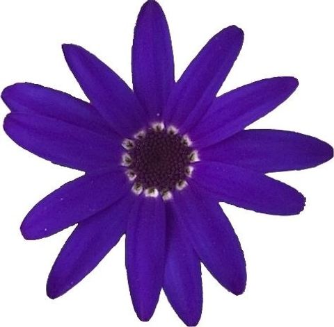 Pericallis SENETTI DEEP BLUE