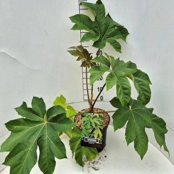 Tetrapanax papyrifer 'Rex'