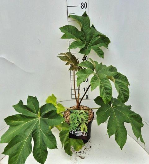 Tetrapanax papyrifer 'Rex'