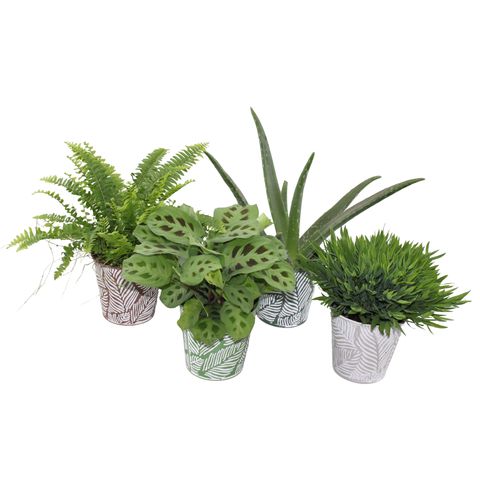 Plantas o interior MIX