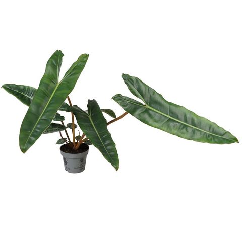 Philodendron billietiae