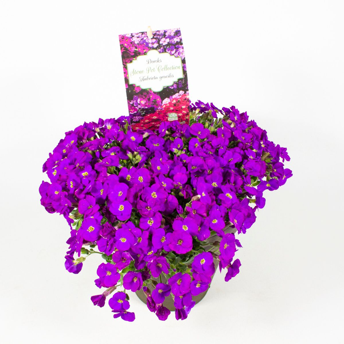 Aubrieta gracilis — Plant Wholesale FlorAccess