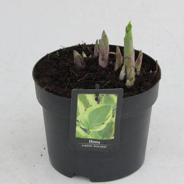 Hosta 'Wide Brim'