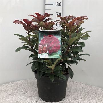 Rhododendron 'Moser's Maroon'