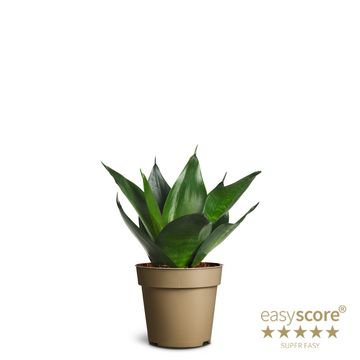 Sansevieria trifasciata 'Black Jade'