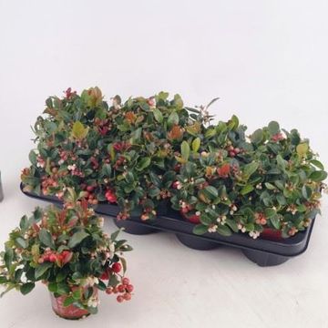 Gaultheria procumbens 'Winter Pearls'