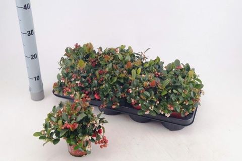 Gaultheria procumbens 'Winter Pearls'