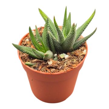 Haworthia attenuata 'Concolor'