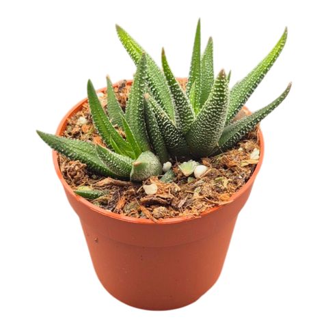 Haworthia attenuata 'Concolor'