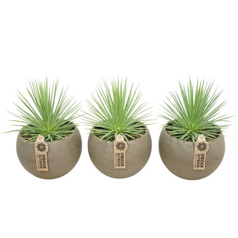 Agave stricta 'Nana'