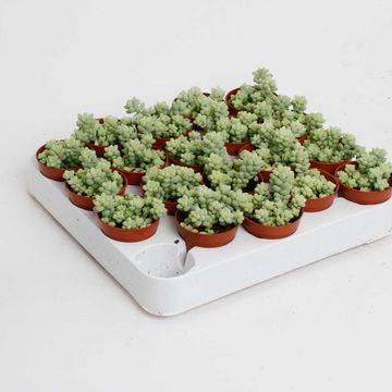 Sedum burrito