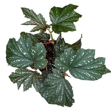Begonia 'Aiai'